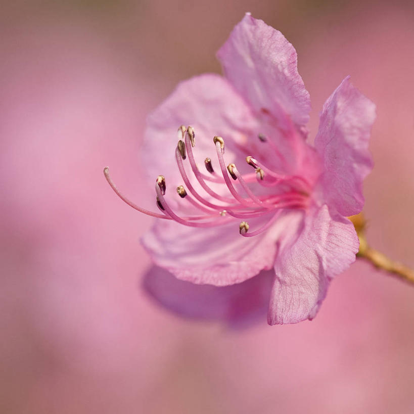 无人,方图,特写,美国,粉色背景,盛开,花蕾,花,花瓣,花朵,鲜花,一朵,粉色,花苞,花蕊,摄影,脆弱,雌蕊,雄蕊,清新,花粉,新泽西,彩图,影棚拍摄