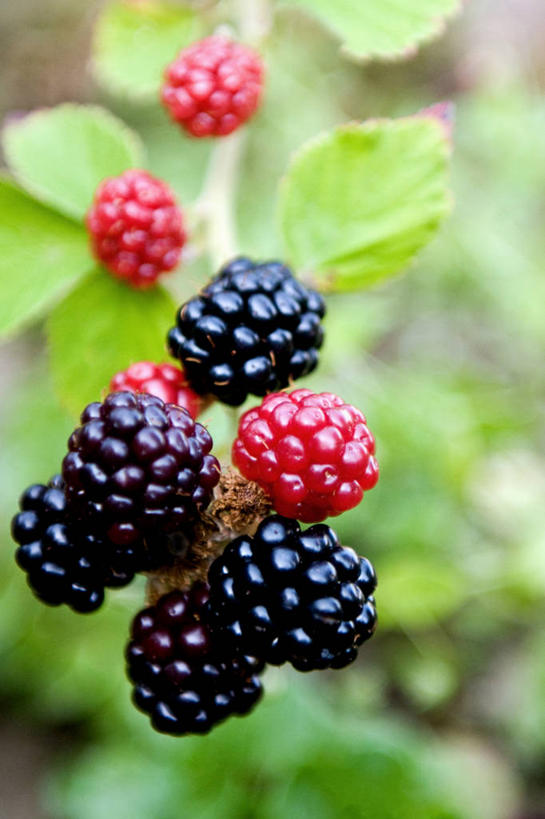 无人,竖图,室外,特写,白天,水果,叶子,美国,枝,饮食,自然,摄影,生长,脆弱,清新,健康食物,黑刺莓,彩图