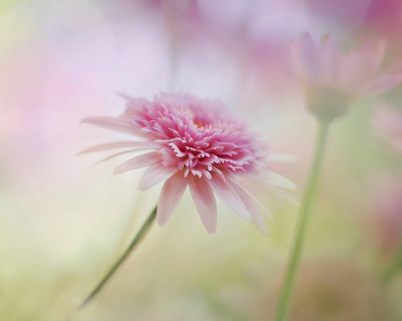 无人,横图,室外,白天,澳大利亚,茎,黎明,雏菊,花,花瓣,粉色,摄影,脆弱,早晨,清新,墨尔本,彩图