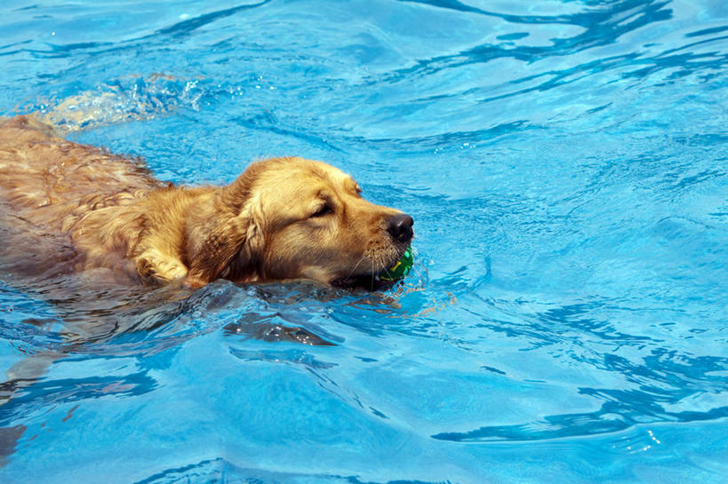 游泳,无人,游泳池,横图,室外,白天,水,宠物,狗,加拿大,家畜,摄影,寻回犬,金毛寻回犬,彩图