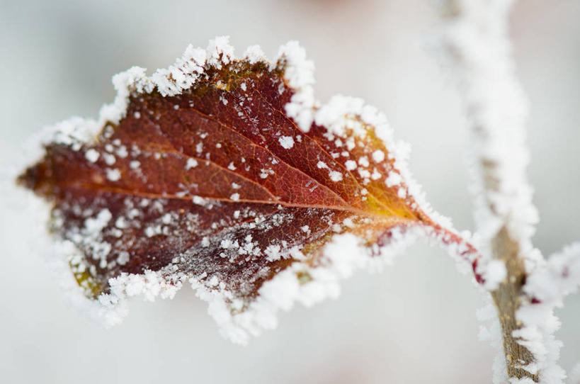 无人,横图,室外,特写,白天,雪,美国,覆盖,冬天,天气,霜,自然,寒冷,摄影,脆弱,清新,彩图