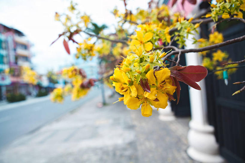 无人,横图,室外,特写,白天,街道,杏,越南,花,花朵,黄色,摄影,生长,清新,芽庄,庆和省,彩图