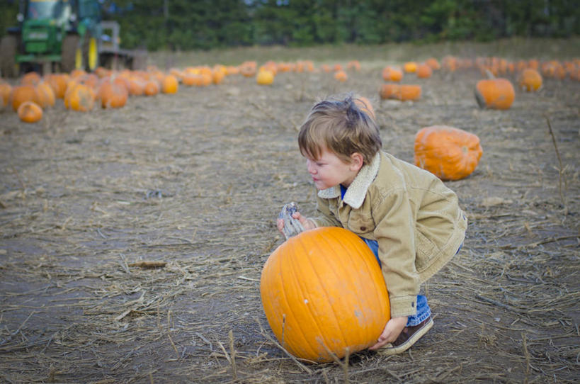 儿童,头发,一个人,横图,室外,白天,侧面,纯洁,农业,南瓜,蔬菜,加拿大,仅一个男性,仅一个人,弯腰,田地,拿着,休闲装,饮食,草,小孩,仅一个小孩,金色,可爱,童年,童趣,摄影,生长,清新,努力,童真,烂漫,无邪,健康食物,天真,男孩,男人,男性,孩子,彩图,男生