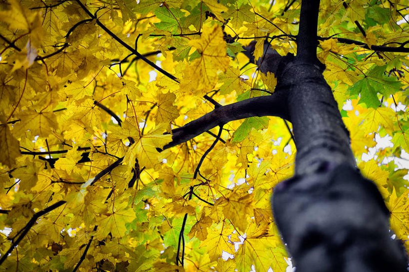 无人,横图,室外,白天,枫树,挪威,树,自然,摄影,改变,秋天,彩图