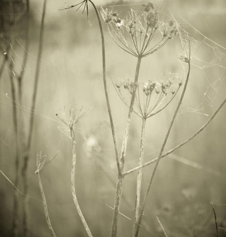 无人,竖图,室外,特写,日出,英国,蜘蛛网,茎,自然,摄影,脆弱,彩图