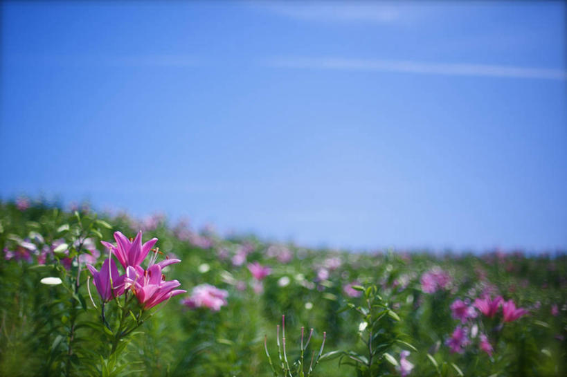 无人,横图,室外,白天,百合花,日本,云,花,粉色,天空,自然,摄影,生长,清新,彩图
