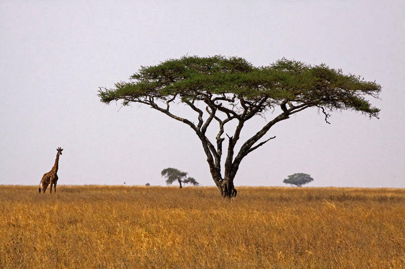 无人,横图,室外,白天,长颈鹿,野生动物,坦桑尼亚,田地,树,天空,自然,摄影,彩图