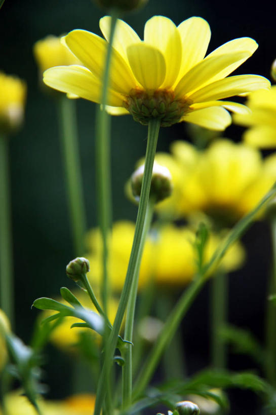 无人,竖图,室外,特写,白天,叶子,波兰,茎,花,花瓣,黄色,自然,摄影,脆弱,清新,萼片,彩图