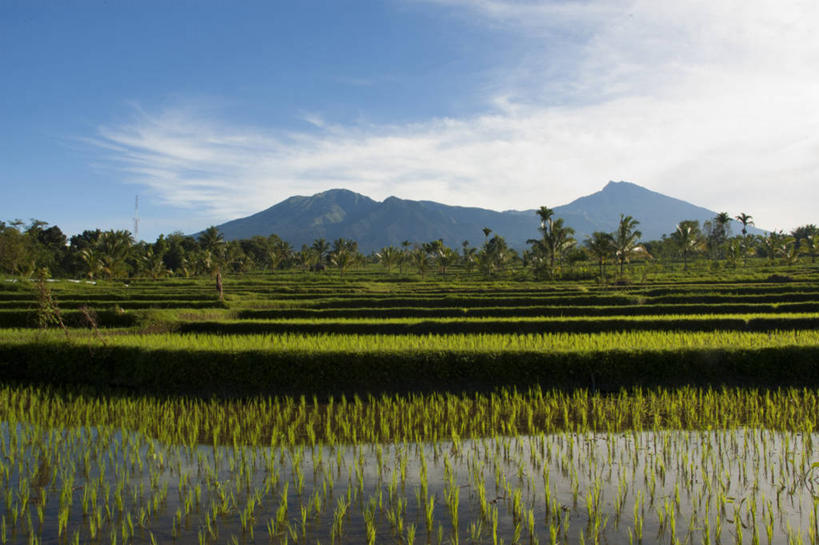 无人,横图,室外,白天,农业,美景,山,印度尼西亚,稻田,地形,景观,田地,云,树,风景,天空,自然,景色,摄影,生长,宁静,自然风光,龙目岛,彩图