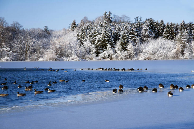 无人,横图,室外,白天,湖,雪,鹅,野生动物,加拿大,一群,许多,很多,树,摄影,彩图