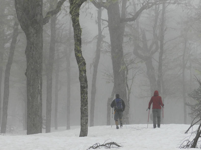 成年人,两个人,横图,室外,白天,旅游,度假,探险,森林,雪,雾,智利,包,冬天,娱乐,树,背面,享受,休闲,放松,寒冷,摄影,运送,登山杖,冒险,男人,女人,彩图