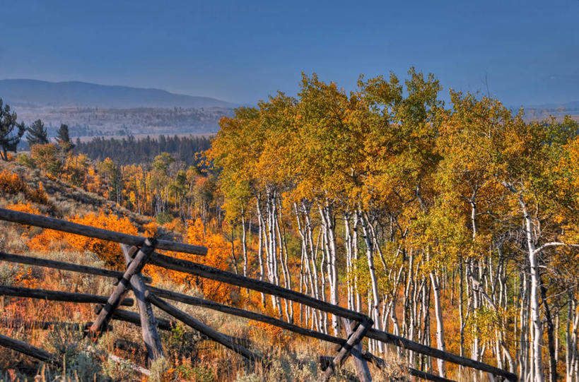 无人,横图,室外,白天,美景,山,美国,木制,地形,景观,篱笆,树,风景,自然,景色,摄影,宁静,白杨树,自然风光,白杨,怀俄明,万里无云,大叶杨,杰克逊霍尔,彩图,颤杨,冲天杨,响杨