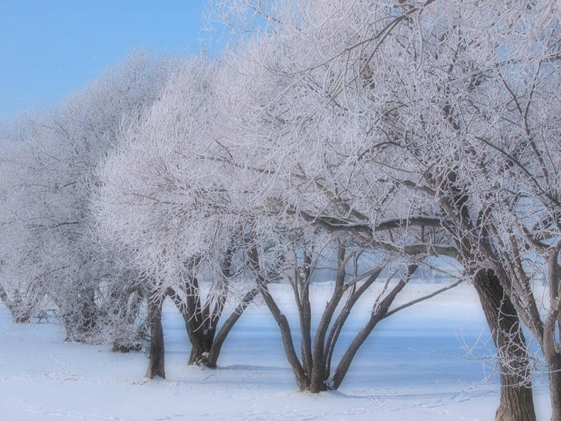 无人,横图,室外,白天,美景,雪,柳树,加拿大,一排,整齐,地形,景观,冬天,树,排列,风景,自然,景色,寒冷,摄影,队列,自然风光,万里无云,马尼托巴湖,彩图,温尼伯湖,林荫大道