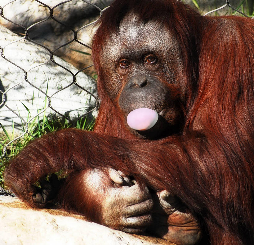 无人,动物园,横图,室外,特写,白天,野生动物,美国,栅栏,吹气,摄影,北美,北美洲,加利福尼亚,美洲,苏门答腊猩猩,加州,洛杉矶,加利福尼亚州,金州,黄金州,北亚美利加洲,亚美利加洲,天使之城,彩图,县治,洛杉矶县,美利坚合众国,洛城