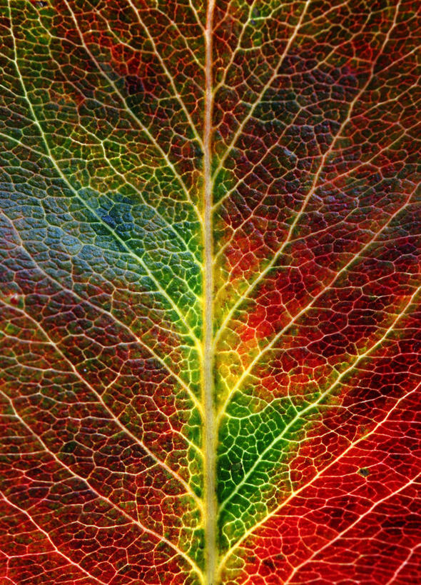 无人,竖图,特写,背景,叶子,德国,红色,绿色,摄影,脆弱,改变,法兰克福,叶脉,秋天,彩图,全画面,全框架,全帧,全画幅