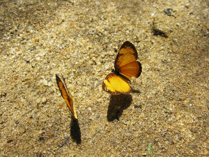 无人,横图,室外,特写,白天,野生动物,蝴蝶,巴西,阴影,陆地,黄色,自然,动物,两只,摄影,彩图
