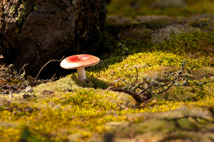 无人,横图,室外,白天,瑞典,蘑菇,苔藓,树干,红色,绿色,自然,摄影,生长,脆弱,彩图