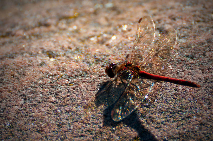 无人,横图,室外,特写,白天,野生动物,瑞典,蜻蜓,昆虫,摄影,花岗岩,斯堪的纳维亚,海滩,岩石,彩图