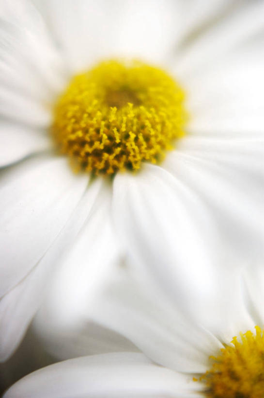 无人,竖图,室外,特写,白天,英国,花,花瓣,白色,菊花,摄影,脆弱,雄蕊,清新,彩图