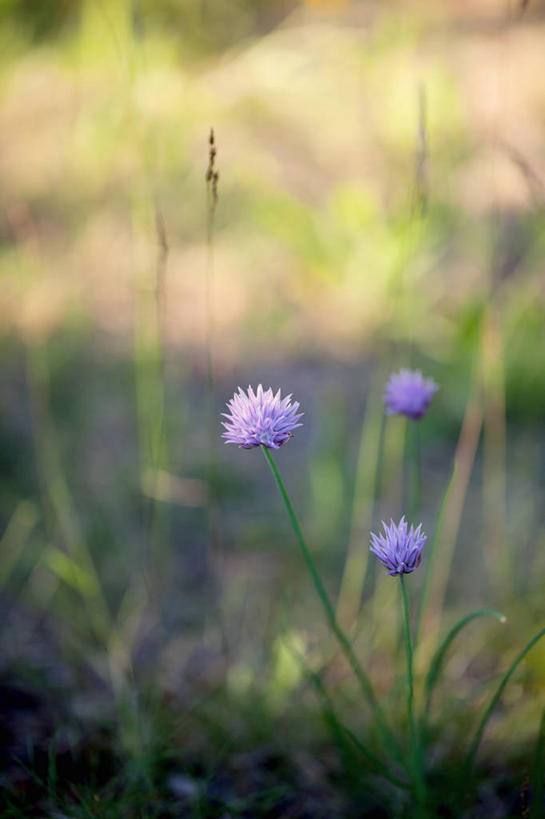 无人,竖图,室外,白天,挪威,盛开,花蕾,花,花瓣,花朵,鲜花,紫色,自然,花苞,花蕊,摄影,生长,细香葱,脆弱,清新,彩图
