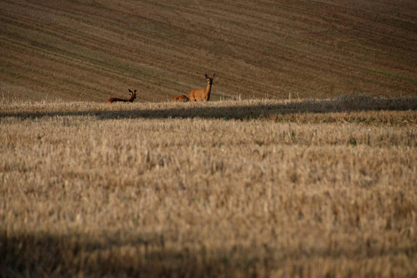 无人,横图,室外,白天,鹿,野生动物,英国,三只,田地,夏天,摄影,彩图,耕地