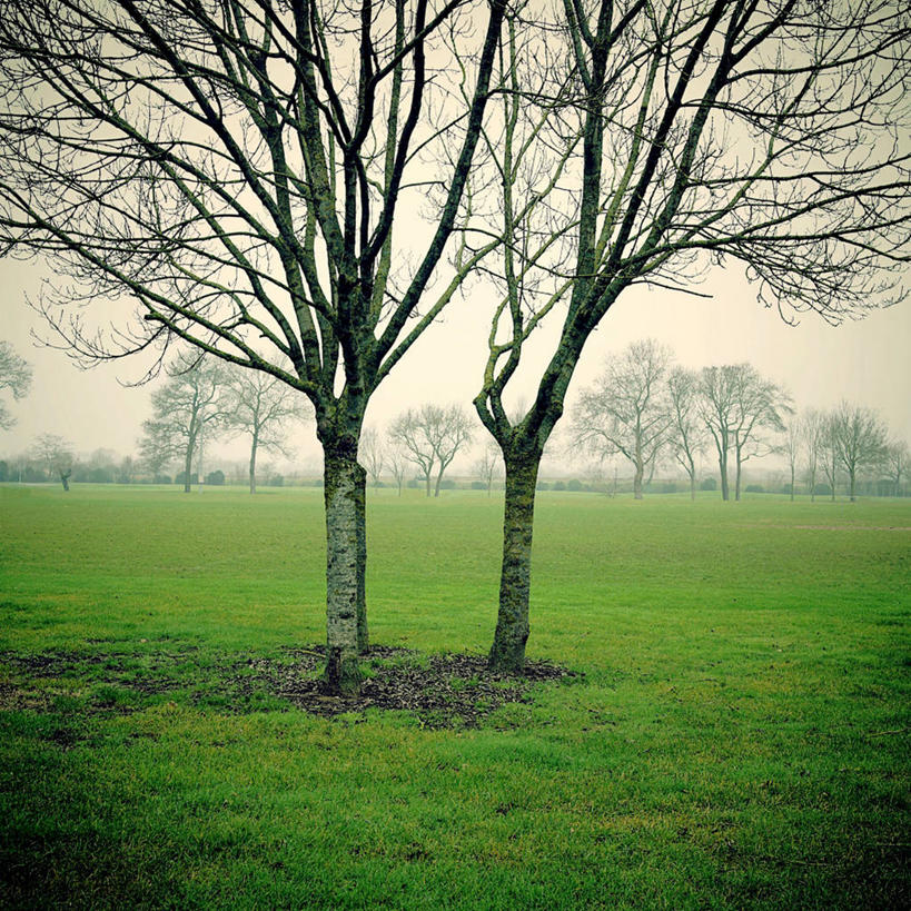 无人,方图,室外,白天,美景,雾,法国,景观,田地,冬天,天气,草,自然,景色,摄影,宁静,自然风光,昂热,彩图