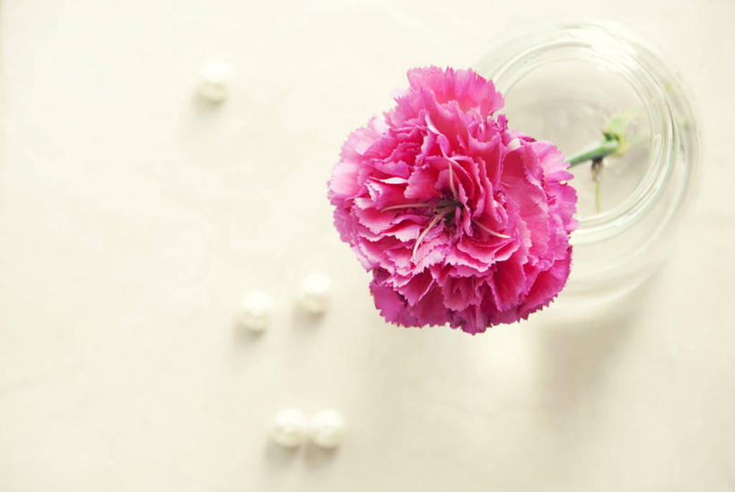 无人,横图,俯视,室内,特写,菲律宾,盛开,光线,珠子,光芒,花蕾,花,花瓣,花朵,鲜花,一朵,粉色,花苞,花蕊,摄影,脆弱,清新,广口瓶,荷兰石竹,彩图,高角度拍摄