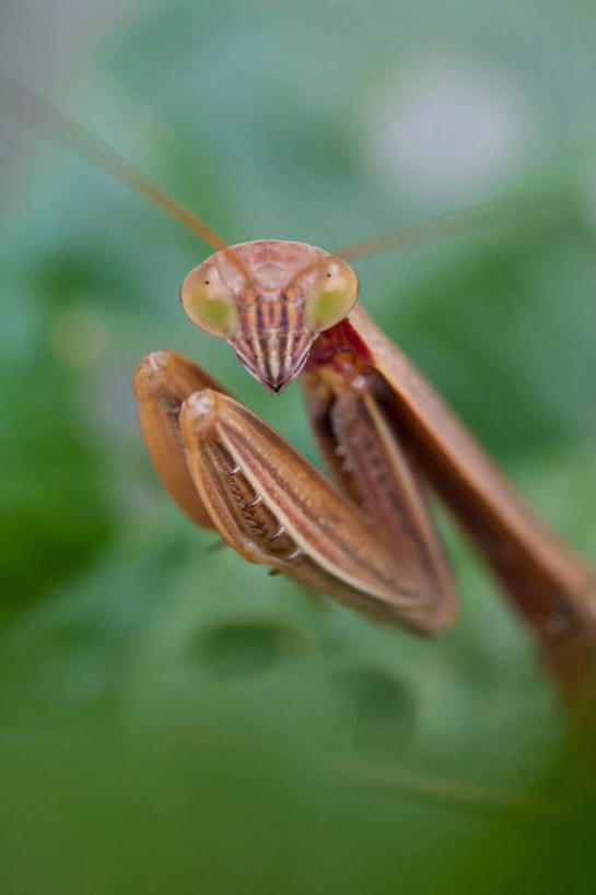 无人,竖图,室外,特写,白天,野生动物,美国,昆虫,螳螂,摄影,北美,北美洲,美洲,北亚美利加洲,亚美利加洲,密歇根,密歇根州,貂熊州,狼獾之州,狼獾州,彩图,美利坚合众国