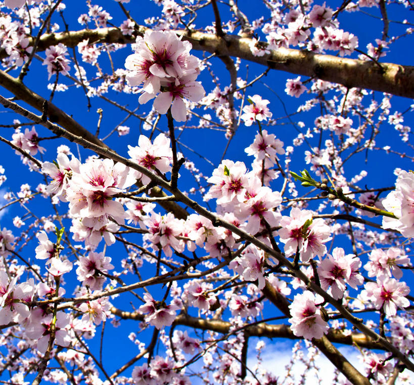 无人,横图,室外,白天,美景,樱花,新西兰,景观,枝,樱桃树,注视,花,粉色,自然,春天,观察,看,景色,摄影,生长,观看,察看,脆弱,关注,清新,自然风光,万里无云,尼尔森,彩图