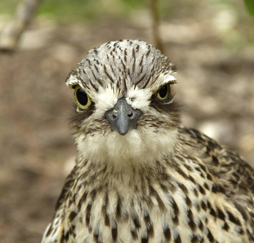 无人,横图,室外,特写,白天,正面,野生动物,澳大利亚,鸟类,摄影,肖像,彩图,磁岛