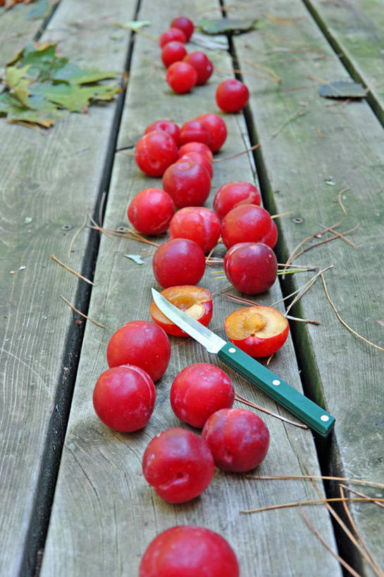 无人,竖图,特写,李子,水果,叶子,美国,许多,木制,食品,很多,红色,摄影,北美,北美洲,清新,美洲,横截面,北亚美利加洲,亚美利加洲,密歇根,密歇根州,貂熊州,狼獾之州,狼獾州,彩图,美利坚合众国