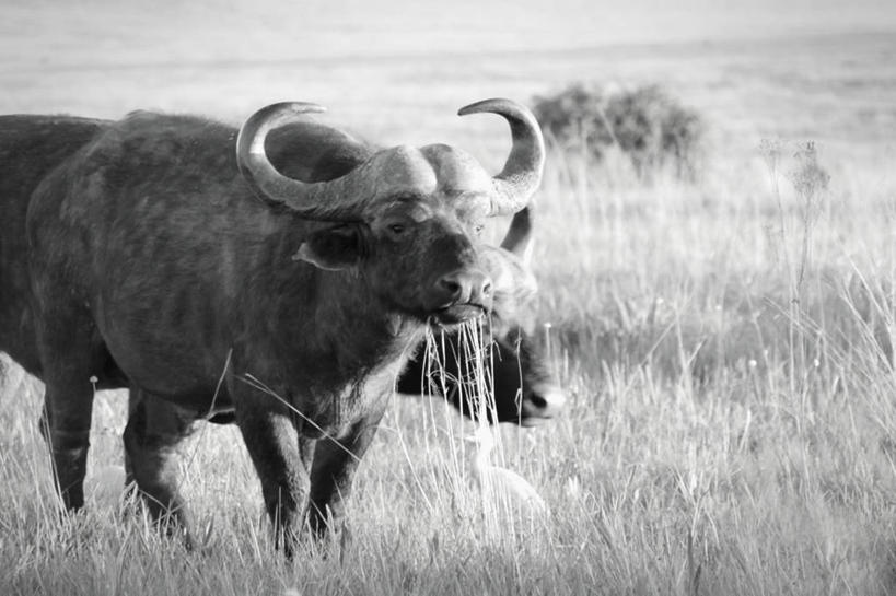 无人,横图,黑白,室外,白天,野生动物,南非,地形,草,树,动物,两只,摄影,食草动物,非洲水牛,水牛