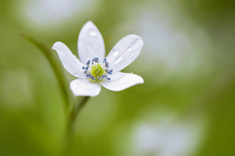 无人,横图,室外,特写,白天,英国,盛开,花蕾,花,花瓣,花朵,鲜花,一朵,绿色,白色,花苞,花蕊,摄影,银莲花,脆弱,雄蕊,清新,白金汉郡,彩图