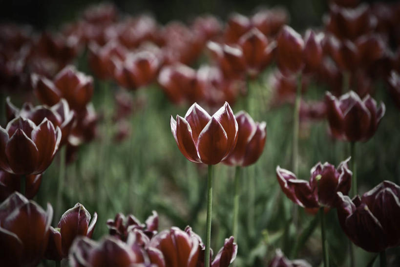 无人,横图,室外,白天,美景,郁金香,韩国,盛开,景观,田地,花蕾,花,花瓣,花朵,鲜花,红色,白色,自然,花苞,花蕊,景色,摄影,脆弱,清新,自然风光,大田,彩图,晕影