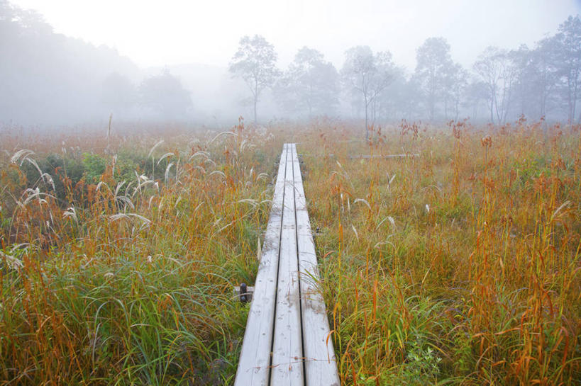 无人,横图,室外,白天,森林,雾,街道,广岛县,日本,地形,田地,小路,天气,树,风景,自然,摄影,宁静,早晨,彩图