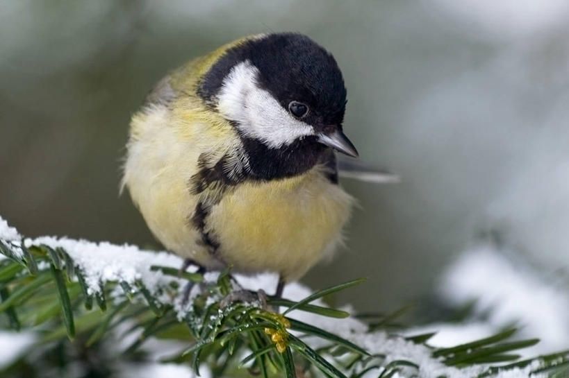 无人,横图,室外,白天,雪,野生动物,德国,鸟类,山雀,冬天,枝,首都,柏林,寒冷,摄影,栖息,彩图