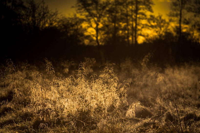 无人,横图,室外,草地,美景,雾,英国,地形,景观,冬天,黎明,天气,草,自然,景色,摄影,早晨,自然风光,波克夏,彩图