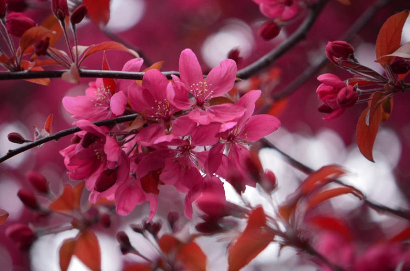 横图,奥地利,摄影