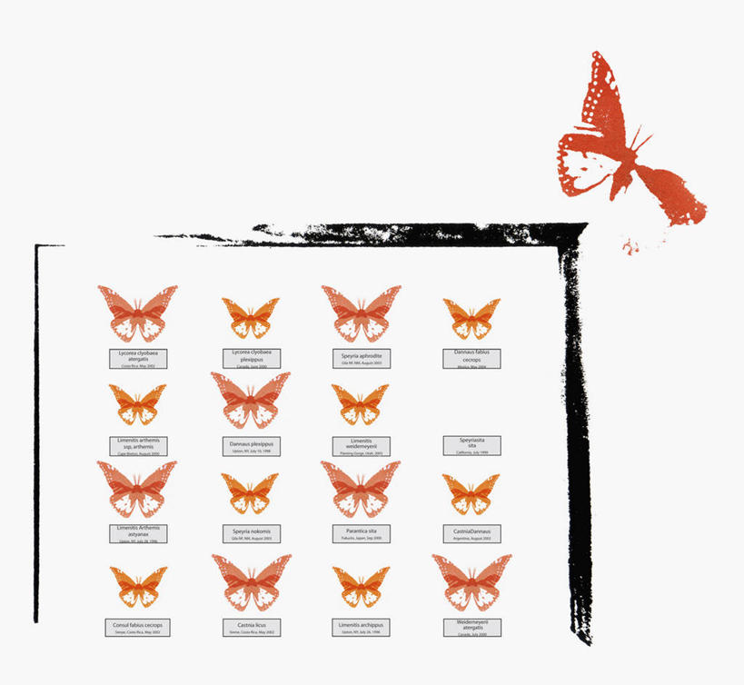 无人,横图,插画,留白,自由,数码,科技,蝴蝶,一群,许多,阴影,科学,网络,昆虫,很多,高光,几何,计算机图形,合成,图画,画,动物,电脑合成图,数码合成图,合成图,漫画,收集,写实,具体,具象,彩图