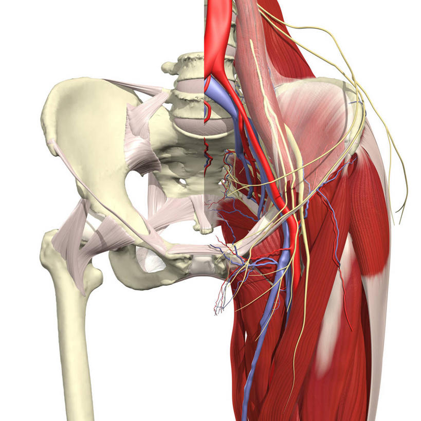 动脉,骨骼,骨盆,血管,无人,方图,插画,白色背景,数码,科技,大腿,阴影,网络,骨头,高光,几何,计算机图形,合成,图画,画,臀,电脑合成图,数码合成图,骨架,心血管系统,合成图,漫画,写实,具体,具象,股动脉,缝匠肌,人体结构,彩图