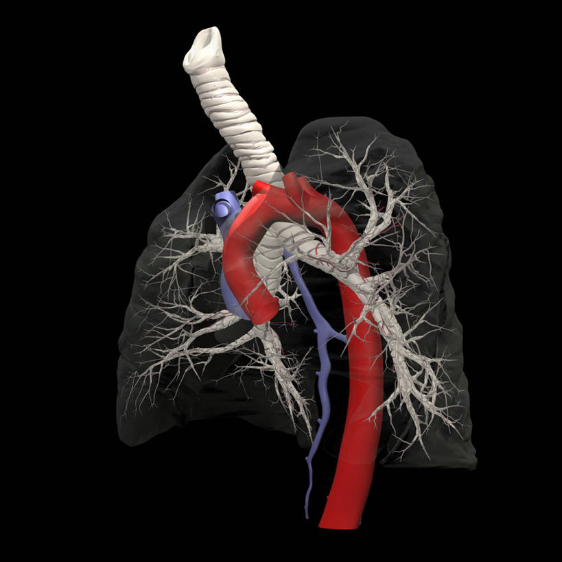 内脏,肺,气管,动脉,静脉,无人,方图,插画,数码,科技,阴影,黑色背景,透明,科学,网络,医学,高光,几何,计算机图形,合成,图画,画,人体,电脑合成图,数码合成图,生物学,人体器官,呼吸机,器官,合成图,漫画,支气管,写实,具体,具象,支气管树,主动脉,人体结构,自然科学,博物学,生物科学,肺部,肺脏,彩图