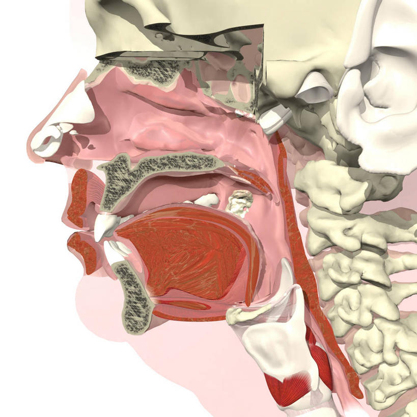 鼻子,嘴,喉咙,无人,方图,插画,白色背景,数码,科技,阴影,网络,高光,几何,计算机图形,合成,图画,画,电脑合成图,数码合成图,合成图,漫画,鼻腔,写实,具体,具象,喉,腭,咽,人体结构,扁桃体,舌头,食管,鼻,鼻孔,口,口腔,嘴巴,嘴唇,彩图