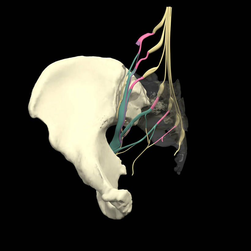 骨盆,无人,方图,插画,数码,科技,阴影,黑色背景,网络,高光,几何,计算机图形,合成,图画,画,电脑合成图,数码合成图,合成图,漫画,写实,具体,具象,骶丛,坐骨神经,人体结构,彩图,神经系统