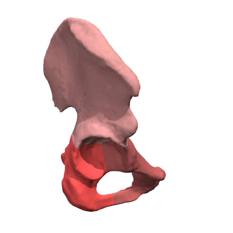 骨盆,无人,方图,插画,白色背景,数码,科技,阴影,网络,骨头,高光,几何,计算机图形,合成,图画,画,电脑合成图,数码合成图,合成图,漫画,腹股沟,写实,具体,具象,髂骨,坐骨,髋部,人体结构,彩图