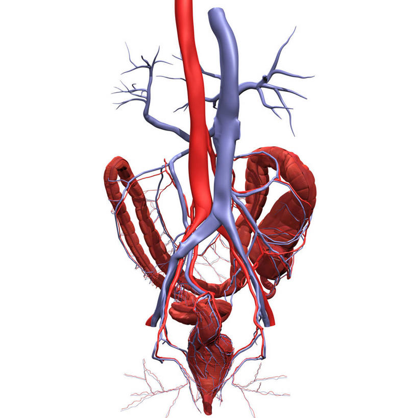 血管,无人,方图,插画,白色背景,数码,科技,阴影,网络,高光,几何,计算机图形,合成,图画,画,背面,电脑合成图,数码合成图,心血管系统,合成图,漫画,写实,具体,具象,勇气,肠道,横结肠,消化道,吸收,肠系膜,消化管,人体结构,下移,消化,排泄,摄取,大肠,直肠,彩图,消化腺,转运,门静脉,消化系统