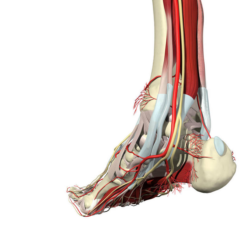 动脉,肌肉,关节,踝,健壮,无人,方图,插画,白色背景,数码,科技,阴影,网络,高光,几何,计算机图形,合成,图画,画,健康,活力,力量,青春,电脑合成图,数码合成图,强壮,合成图,漫画,足,写实,具体,具象,跗骨,人体结构,彩图,神经系统