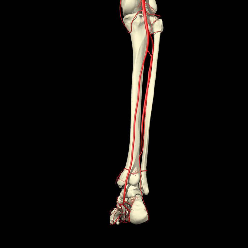 动脉,腿,无人,方图,插画,正面,数码,科技,阴影,黑色背景,网络,骨头,高光,几何,计算机图形,合成,图画,画,电脑合成图,数码合成图,合成图,韧带,漫画,写实,具体,具象,腓骨,胫骨,趾骨,人体结构,彩图,胫后动脉