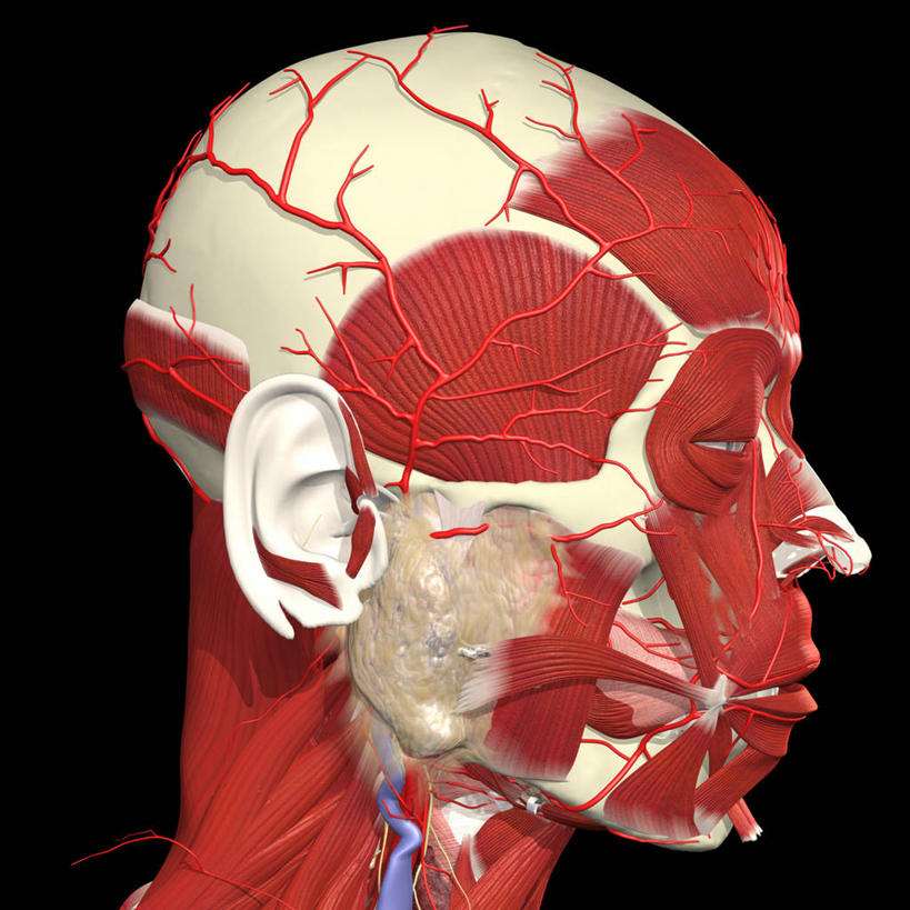 头,动脉,肌肉,健壮,无人,方图,插画,侧面,数码,科技,阴影,黑色背景,网络,高光,几何,计算机图形,合成,图画,画,健康,活力,力量,青春,电脑合成图,数码合成图,强壮,合成图,漫画,写实,具体,具象,颞肌,唾液腺,颞动脉,人体结构,头部,彩图