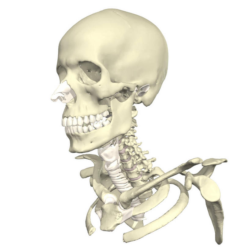 头,脖子,牙齿,锁骨,骨骼,无人,方图,插画,白色背景,数码,科技,阴影,网络,人头骨,骨头,高光,几何,计算机图形,合成,图画,画,电脑合成图,数码合成图,骨架,合成图,漫画,写实,具体,具象,喉,颈椎,人体结构,头部,齿,牙,牙龈,彩图