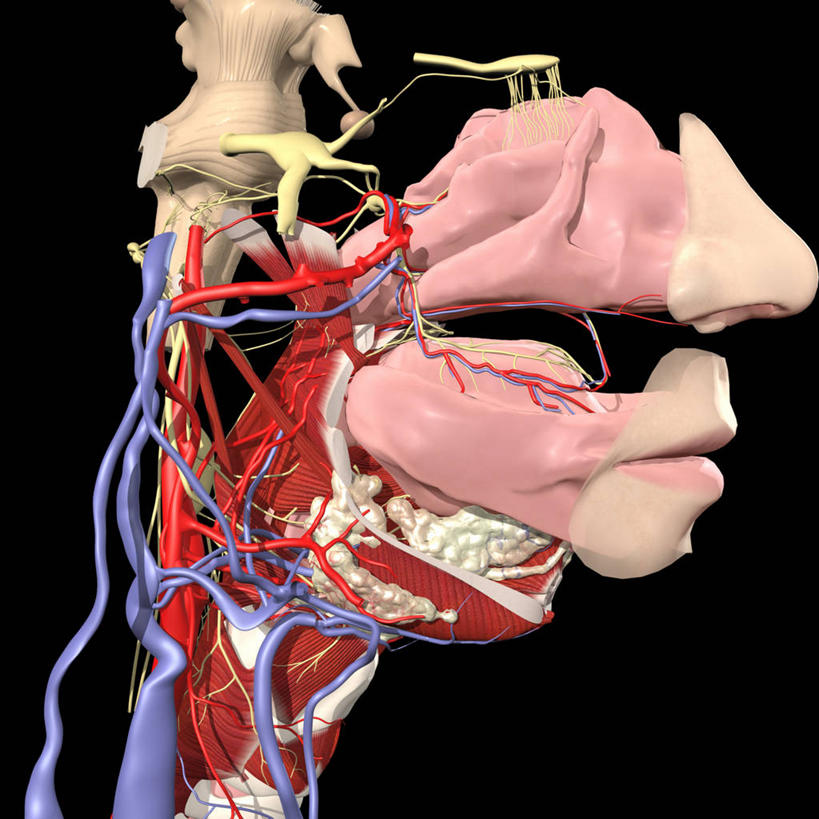鼻子,嘴,喉咙,肌肉,血管,健壮,无人,方图,插画,数码,科技,阴影,黑色背景,网络,高光,几何,计算机图形,合成,图画,画,健康,活力,力量,青春,电脑合成图,数码合成图,心血管系统,强壮,合成图,漫画,鼻腔,写实,具体,具象,三叉神经,唾液腺,人体结构,鼻,鼻孔,口,口腔,嘴巴,嘴唇,彩图